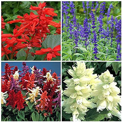 Aywal Salvia Mixed Seed(100 per packet)