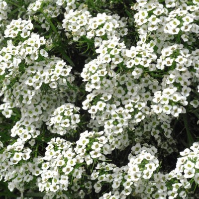 CYBEXIS (Alyssum maritimum, Sweet Alison, Sweet Alyssum) Seed(50 per packet)