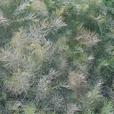 VibeX XLL-52 - Bronze Fennel - (250 Seeds) Seed(250 per packet)