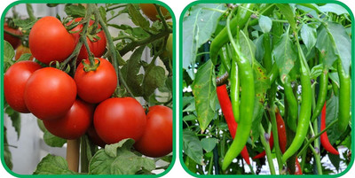 WILLVINE GBPUT -I Chilli And Tomato Vegetable Seeds[25gm, 5000 Seeds] Seed(5000 per packet)