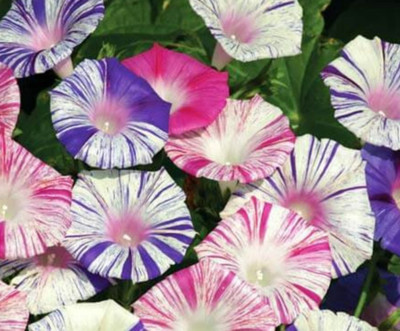 ZIXA Ipomoea purpurea Seed(10 per packet)