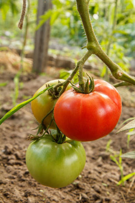 SHASHWAT CREATION tomato Seed(120 per packet)