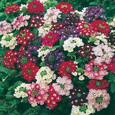 Aro Verbena mix Seed(104 per packet)