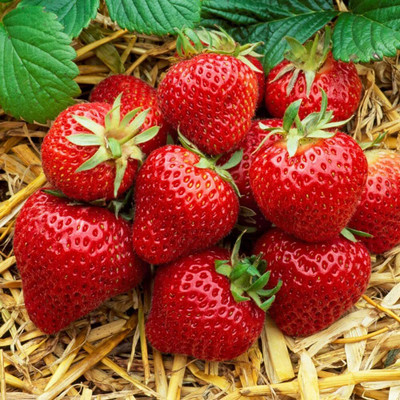 Aywal Strawberry Hybrid /Imported Seed(70 per packet)