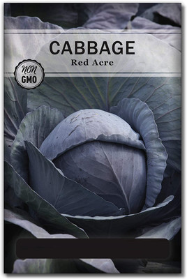 WILLVINE ® Red Acre Cabbage Seeds Seed(5000 per packet)