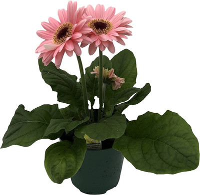 CYBEXIS PUAS-60 - Daisies Pink - (60 Seeds) Seed(60 per packet)