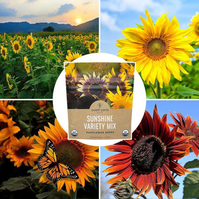 CYBEXIS LXI-5 - Sunflower Variety Mix 10 Types - (1350 Seeds) Seed(1350 per packet)