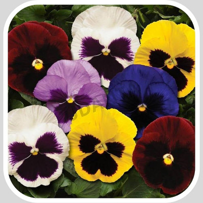 Seedsqlty pansy flower seeds, high germination (20 seeds) Seed(20 per packet)