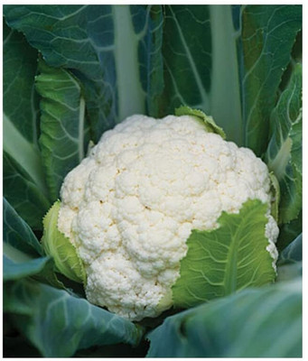 Qualtivate RES-7A CAULIFLOWER F1 HYBRID SEEDS Seed(300 per packet)