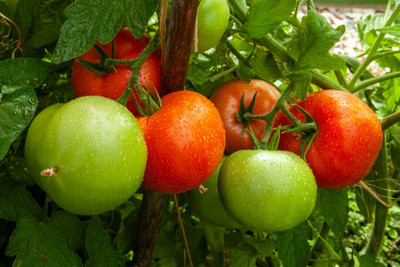 WINR tomato Seed(135 per packet)