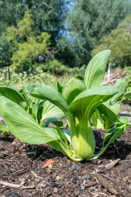 Atlus Green Baby Bok Choy Seeds | Shanghai Pak Choi Seed(150 per packet)