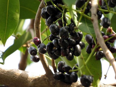 KNESSiN Jamun-Syzygium Cumini Healthyb Fruit Best Quality-{100 Seeds} Seed(100 per packet)