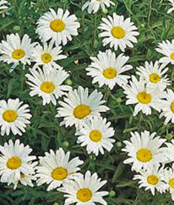 CYBEXIS NDIR-17 - Shasta Daisy White/Yellow Flower - (540 Seeds) Seed(540 per packet)