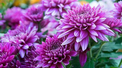 ibains Chrysanthemum flower seeds mix color Seed(72 per packet)