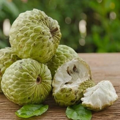 SUAA Custard Apple Fruit Seed(15 per packet)