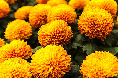 crazyyshop marigold/gende ka phool flower seeds Seed(25 per packet)