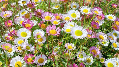 Paudha daisy white mix flower seed Seed(50 per packet)