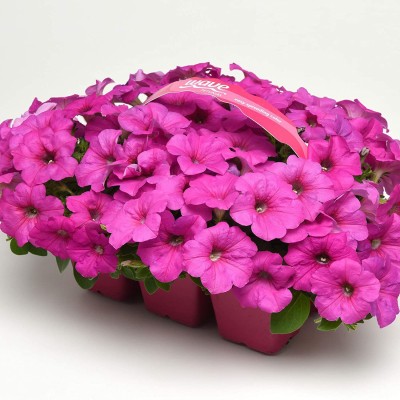 CYBEXIS Neon Rose Easy Wave Petunia Flower Seed Seed(50 per packet)