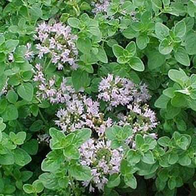 CYBEXIS PAU-11 - Oregano Common Italian - (1350 Seeds) Seed(1350 per packet)