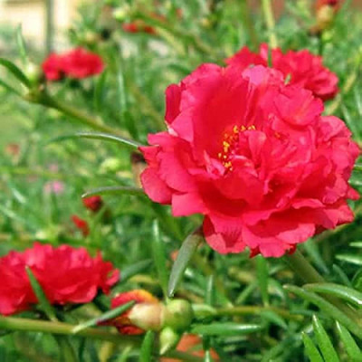 BDSresolve Portulaca flower seeds/Portulaca seeds 85 Seed(85 per packet)