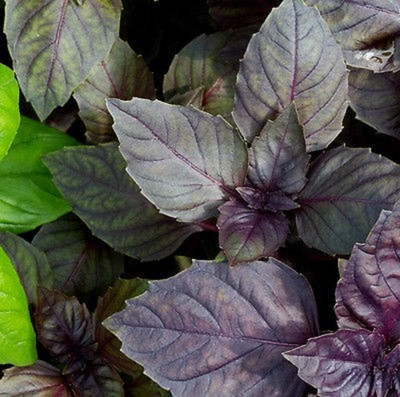 WILLVINE Red Rubin Basil Seeds - Non-GMO-[2000 Seeds] Seed(2000 per packet)