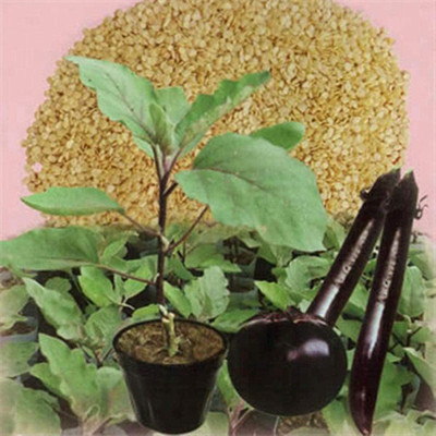 CYBEXIS Eggplant Brinjal grafted Rootstock Seeds600 Seeds Seed(600 per packet)