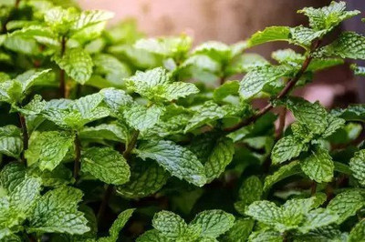 MAA Mint, Pudina Seed(115 per packet)