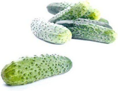 VibeX ® XLR-128 Boston Pickling Cucumber Seeds Seed(200 per packet)