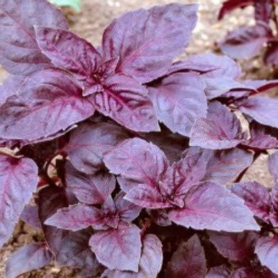 Qualtivate GBPUT-26 Dark Opal Basil(Ocimum basilicum) Seed(1000 per packet)