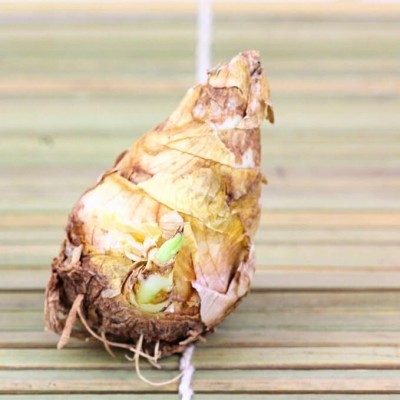 GARDENIFY INDIA RAJNIGANDHA BLOOM: EXQUISITE BULB OF ELEGANCE TUBEROSE Seed(5 per packet)