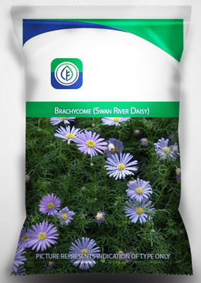 CYBEXIS Lower Seeds For Lawns- Brachycome (Swan River Daisy) Seed(1 g)