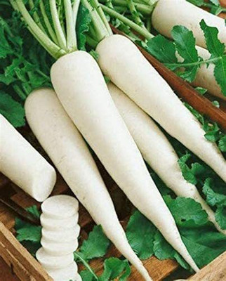 CYBEXIS F1 Hybrid Radish Vegetable Seeds1200 Seeds Seed(1200 per packet)