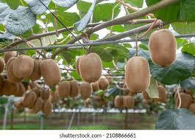 XOLDAA KIWI HYBRID F1 QUALITY FRUIT Seed(113 per packet)