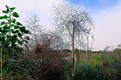 CYBEXIS KGF -88 - Bronze Fennel - (750 Seeds) Seed(750 per packet)