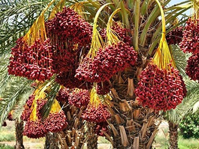 Aywal Date palm/khajur Seed(6 per packet)