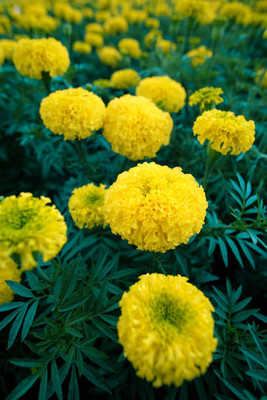SIDDHARTH FISH FARM marigold/gende ka phool flower seeds Seed(50 per packet)