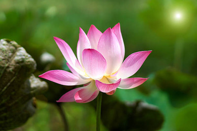 AllThatGrows lotus,kamal gatta Seed(11 per packet)