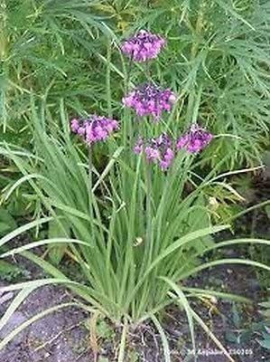 WILLVINE LXI-668 Allium Cernuum-Nodding Pink Onion Seed(1000 per packet)