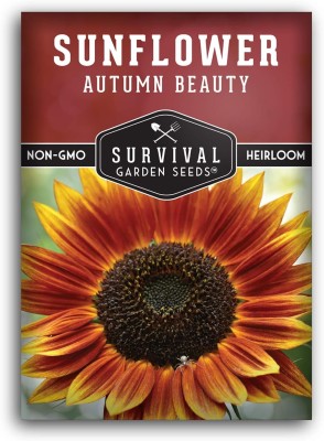 Qualtivate GBPT-9A Autumn Beauty Sunflower Seeds Seed(200 per packet)