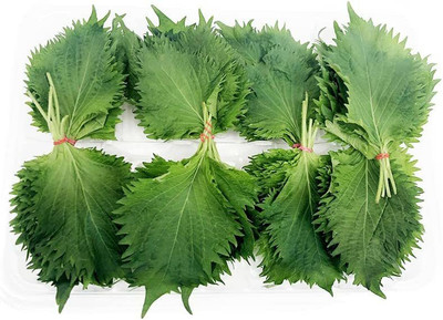 CYBEXIS TLX-58 - Japanese Ohba Ao Shiso(Perilla) - (2250 Seeds) Seed(2250 per packet)