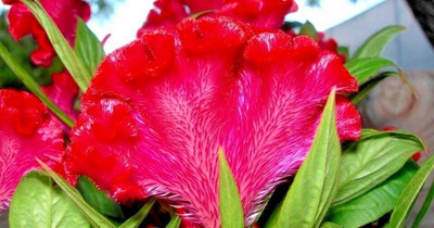 Quentova Cockscomb Celosia / Re-Seeding-3B-VISHVA Seed(75 per packet)