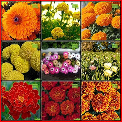 ibains Winter flower seeds combo Seed(140 per packet)