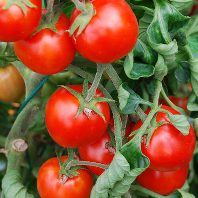 VRAKSHA Tomato Red टमाटर Seed(500 per packet)