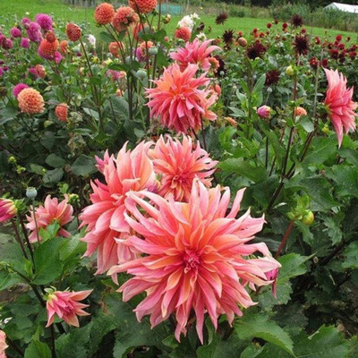 CYBEXIS VXI-70 - Dahlia Flower Exotic Mix - (60 Seeds) Seed(60 per packet)