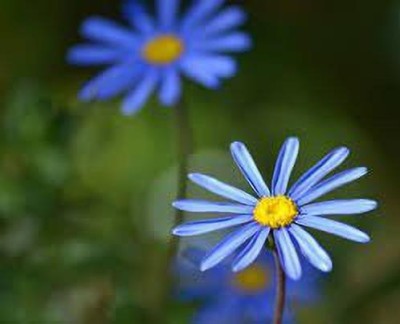 JRYU African Daisy Flower Seeds Mixed Color Flower Seed for Home Garden Seed(100 per packet)