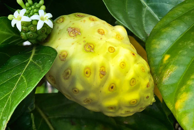 M-Tech Gardens Rare Hybrid Noni Tropical Exotic 10 Seed(10 per packet)