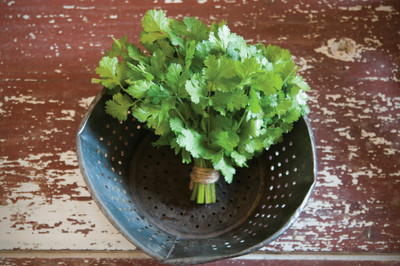 CEZIUS Dhaniya Greens Cruiser Cilantro/Coriander-a1N Seed(190 per packet)