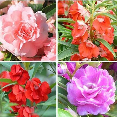 Lorvox Balsam flower seeds double Seed(15 per packet)