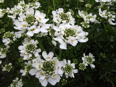 Starlink gypsophila flower Seed(200 per packet)