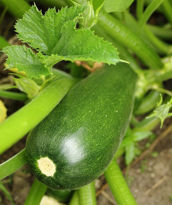 Qualtivate AXL-1AT Light Green Zucchini Courgette Squash Seed(30 per packet)